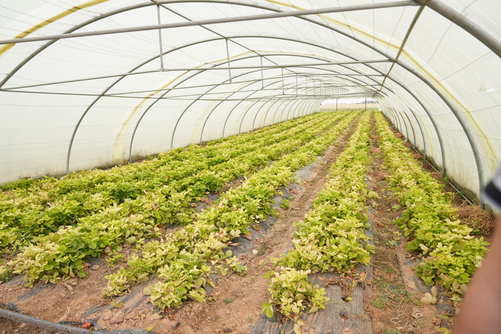 DEEM Irrigation System