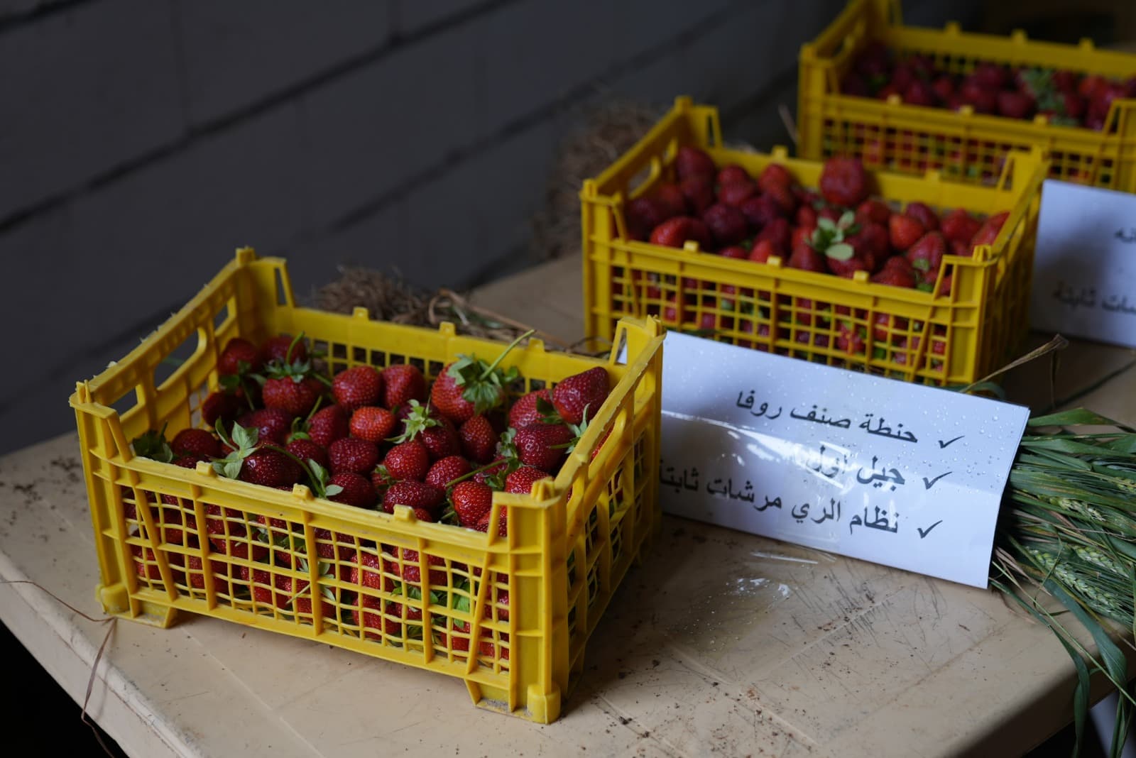 DEEM Irrigation System 2